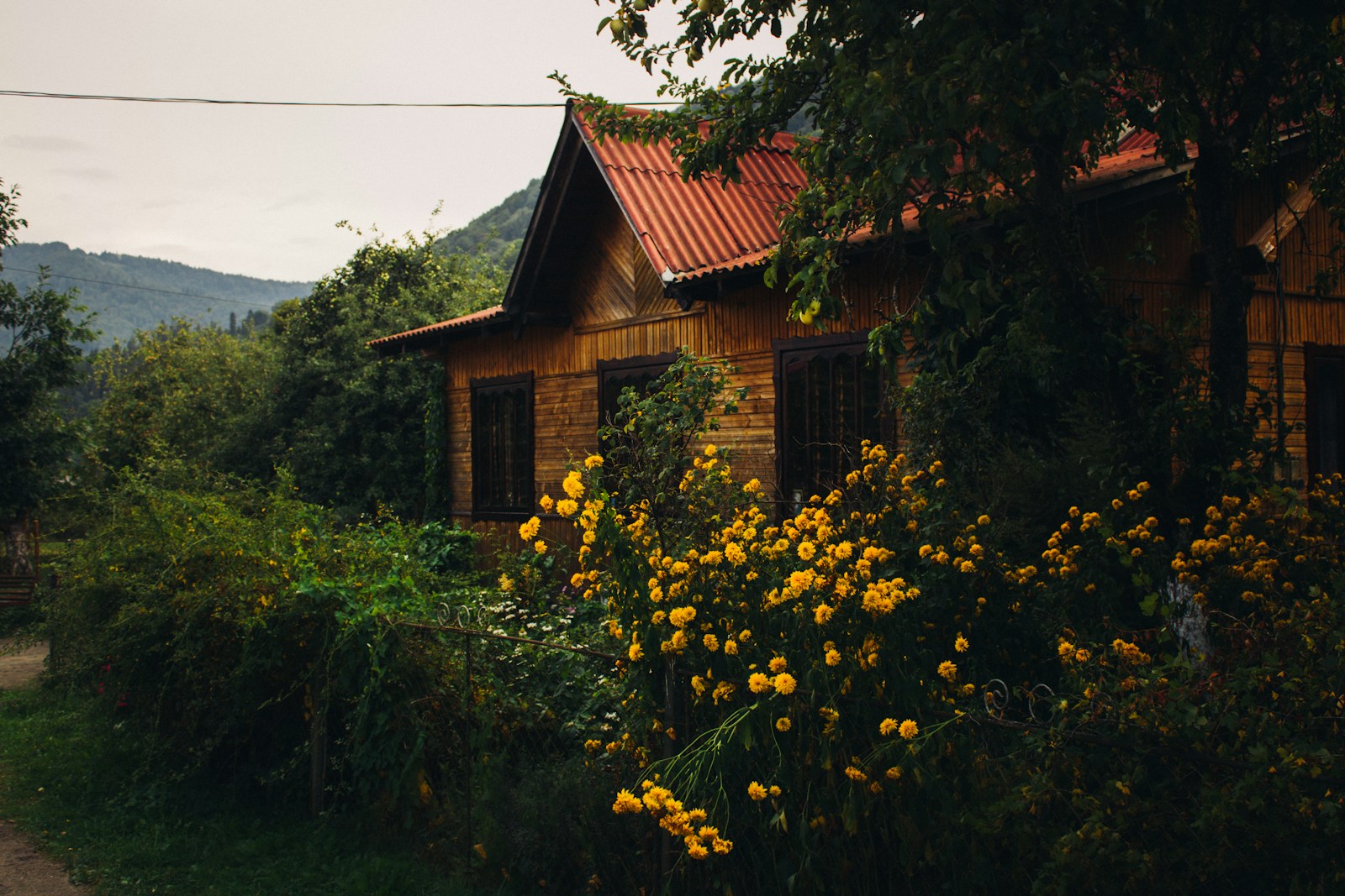 A cozy wooden countryside cottage surrounded by greenery and yellow wildflowers